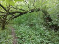 Букине з panoramio.com - Букине