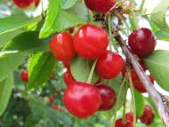 Козельщина з panoramio.com