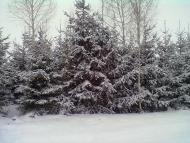 Кропивна з panoramio.com