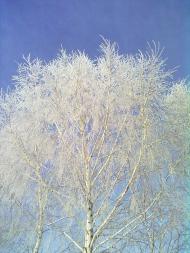 Кропивна з panoramio.com