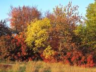 Чувилине з panoramio.com