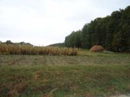 Гута-Яцьковецька з panoramio.com