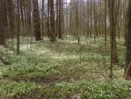 Жукля з panoramio.com