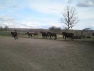 Камбурліївка з panoramio.com