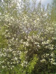 Пильки з panoramio.com