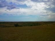 Каштани з panoramio.com