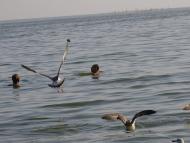 Сєдове з panoramio.com