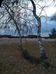 Малинове з panoramio.com