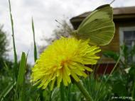 Суськ з panoramio.com