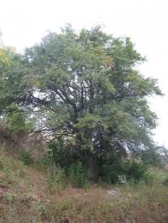 Фрунзе з panoramio.com