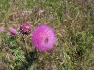 Широке - Останні фото