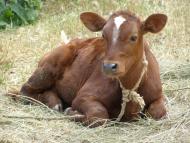 Софіївка з panoramio.com