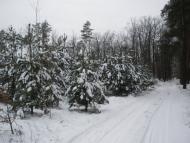 Кам'янка з panoramio.com