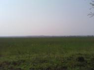 Пильки з panoramio.com