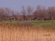 Богданівка з panoramio.com