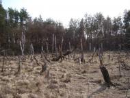 Жовтневе з panoramio.com