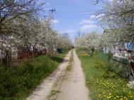 Дмитренки з panoramio.com