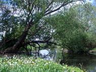 Голосків з panoramio.com