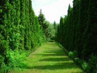 Васютинці з panoramio.com