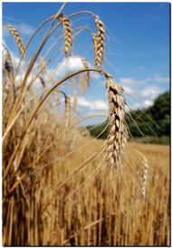 Окнине з panoramio.com