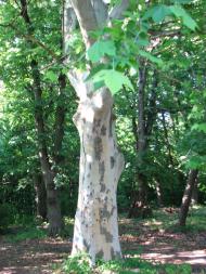 Пеньківка з panoramio.com