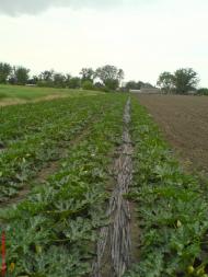 Великі Копані з panoramio.com