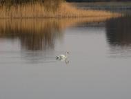 Ставидла з panoramio.com