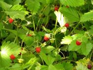 Радсело з panoramio.com