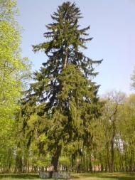 Великий Бобрик з panoramio.com