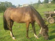 Куликовичі з panoramio.com