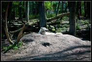 Колоденка з panoramio.com