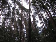 Щурове з panoramio.com - Schurove