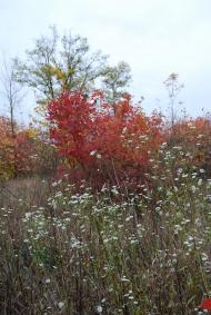 Підлісне з panoramio.com