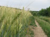 Дмитренки з panoramio.com