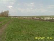 Старовірівка з panoramio.com