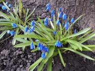 Краснопілля з panoramio.com