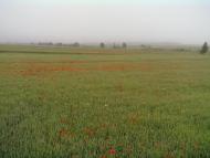 Кропивна з panoramio.com