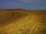 Каштани з panoramio.com