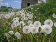 Скалат з panoramio.com