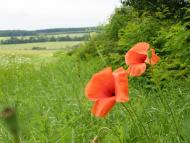 Пархомівці з panoramio.com