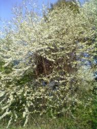 Пильки з panoramio.com