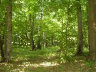 Рибальське з panoramio.com