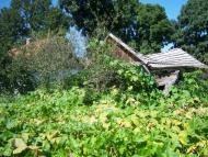 Дятилівка з panoramio.com