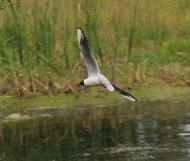 Піски - Останні фото