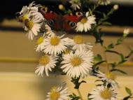 Тязів з panoramio.com