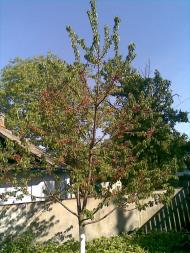 Підлипки - Останні фото