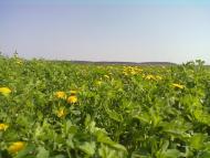 Пильки з panoramio.com