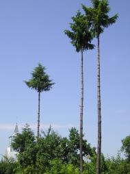 Яхнівці з panoramio.com