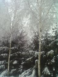 Кропивна з panoramio.com