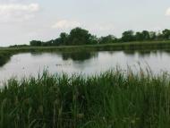 Кононівка з panoramio.com